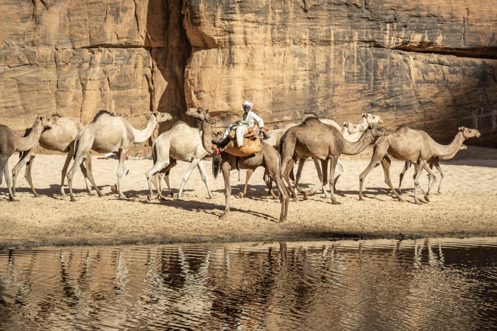 guelta archei