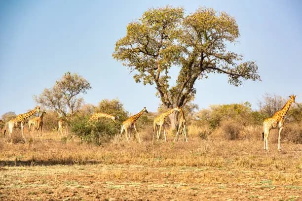 Zakouma National Park